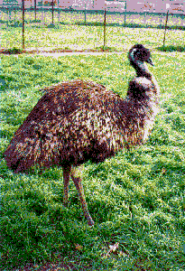 Emu